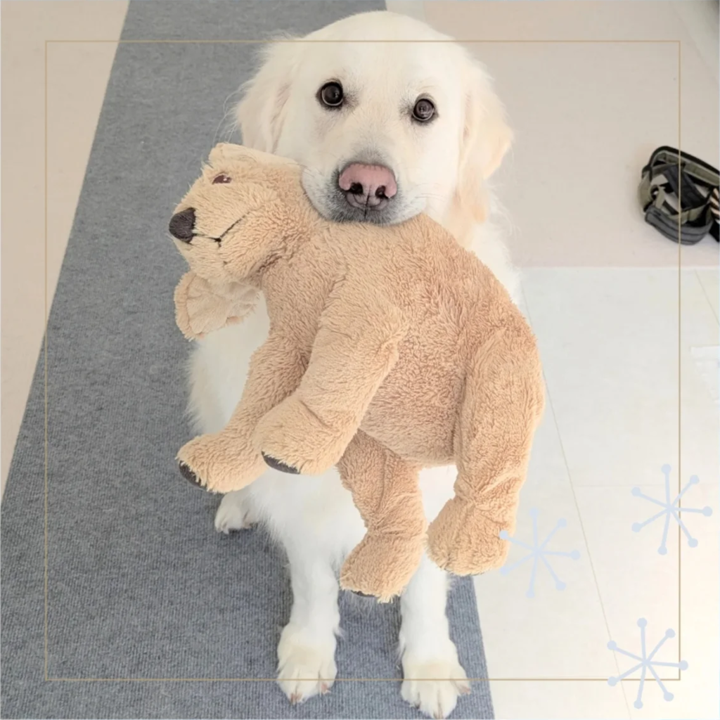 ぬいぐるみをくわえている白い犬