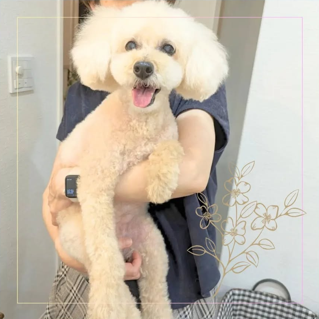 抱っこされている白い犬