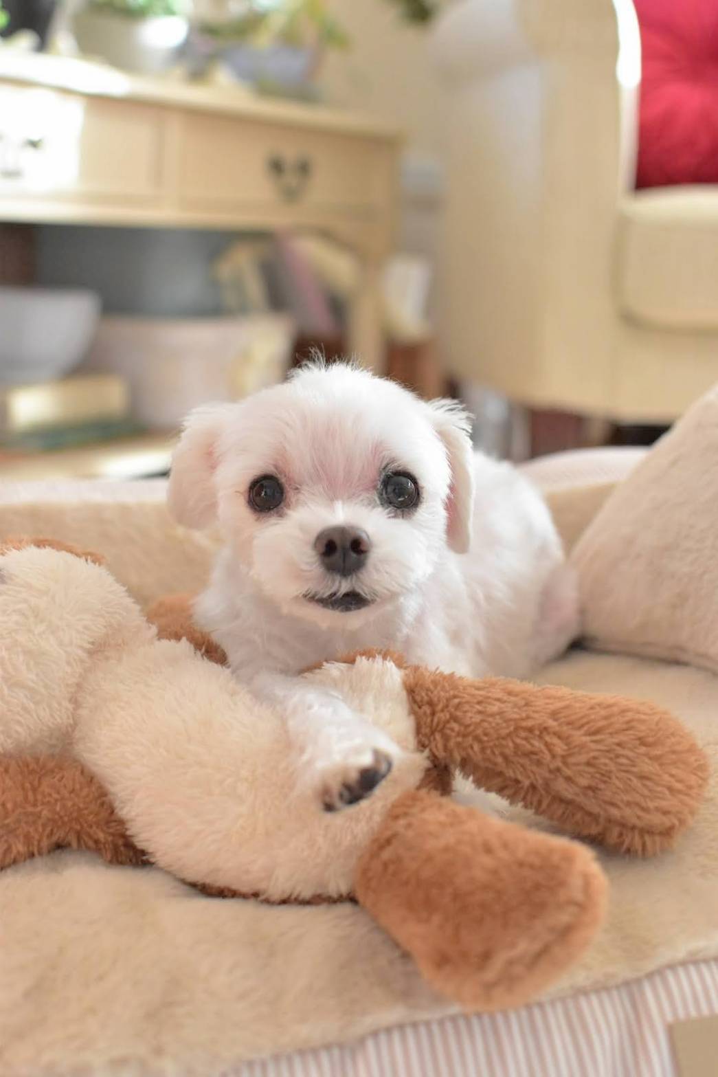ぬいぐるみに手を置いている白い犬