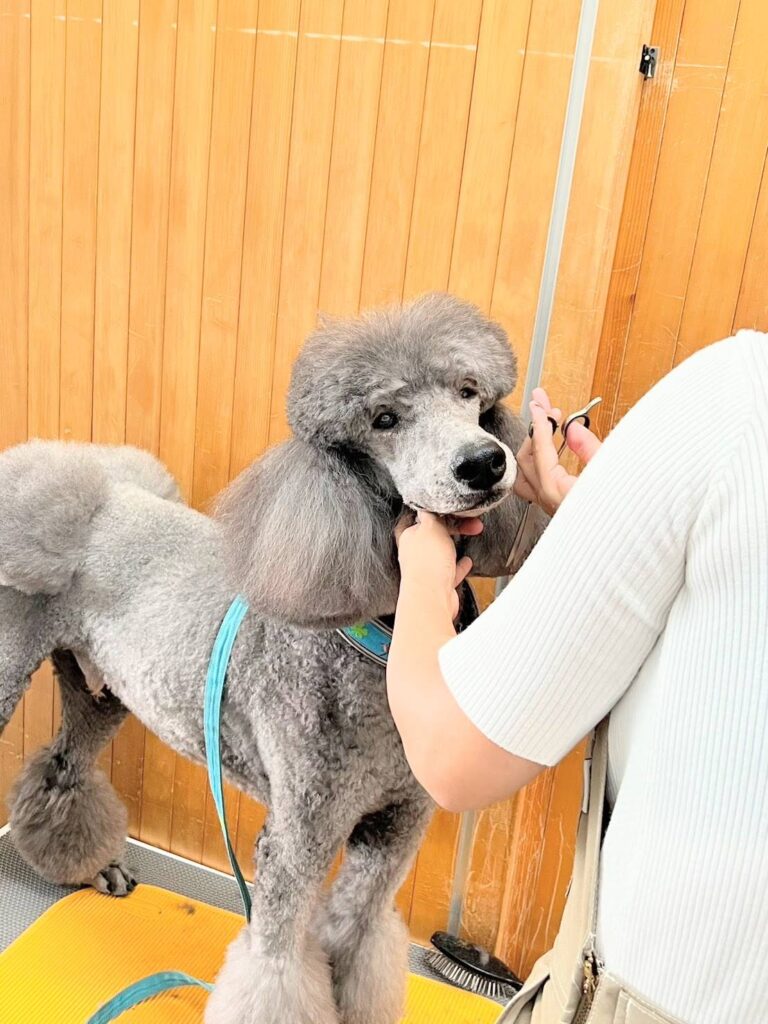 グレーの毛色の犬をトリミングしている様子