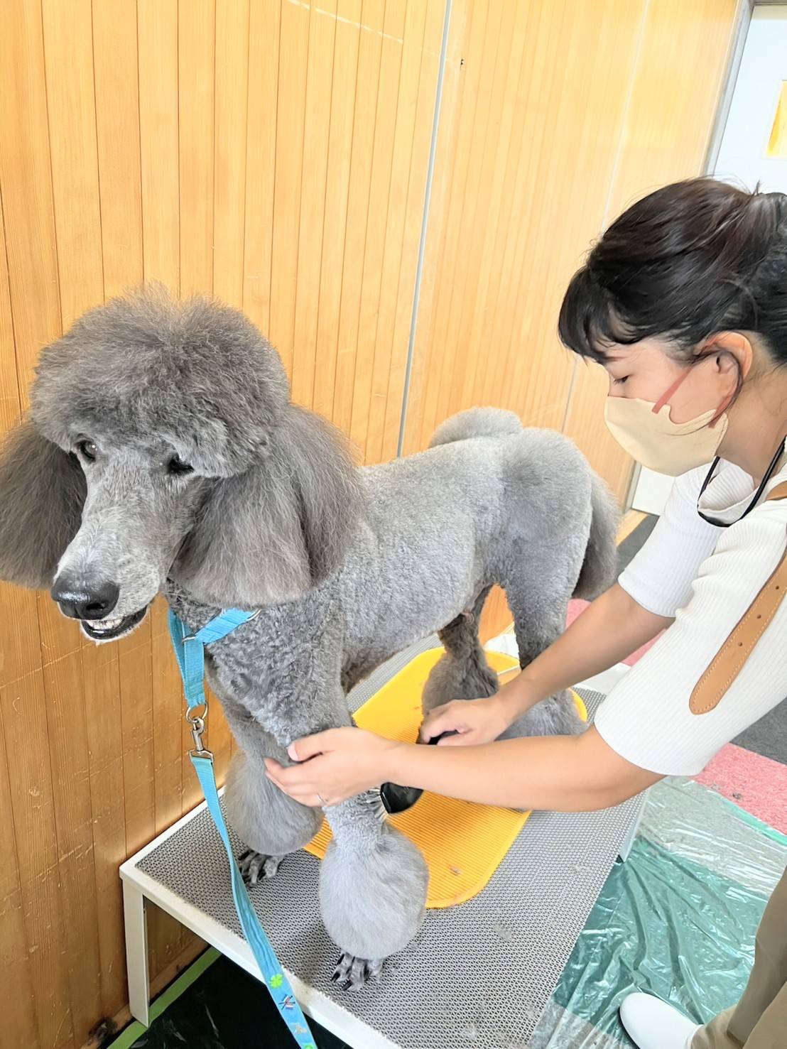 グレーの毛色の犬をトリミングしている様子