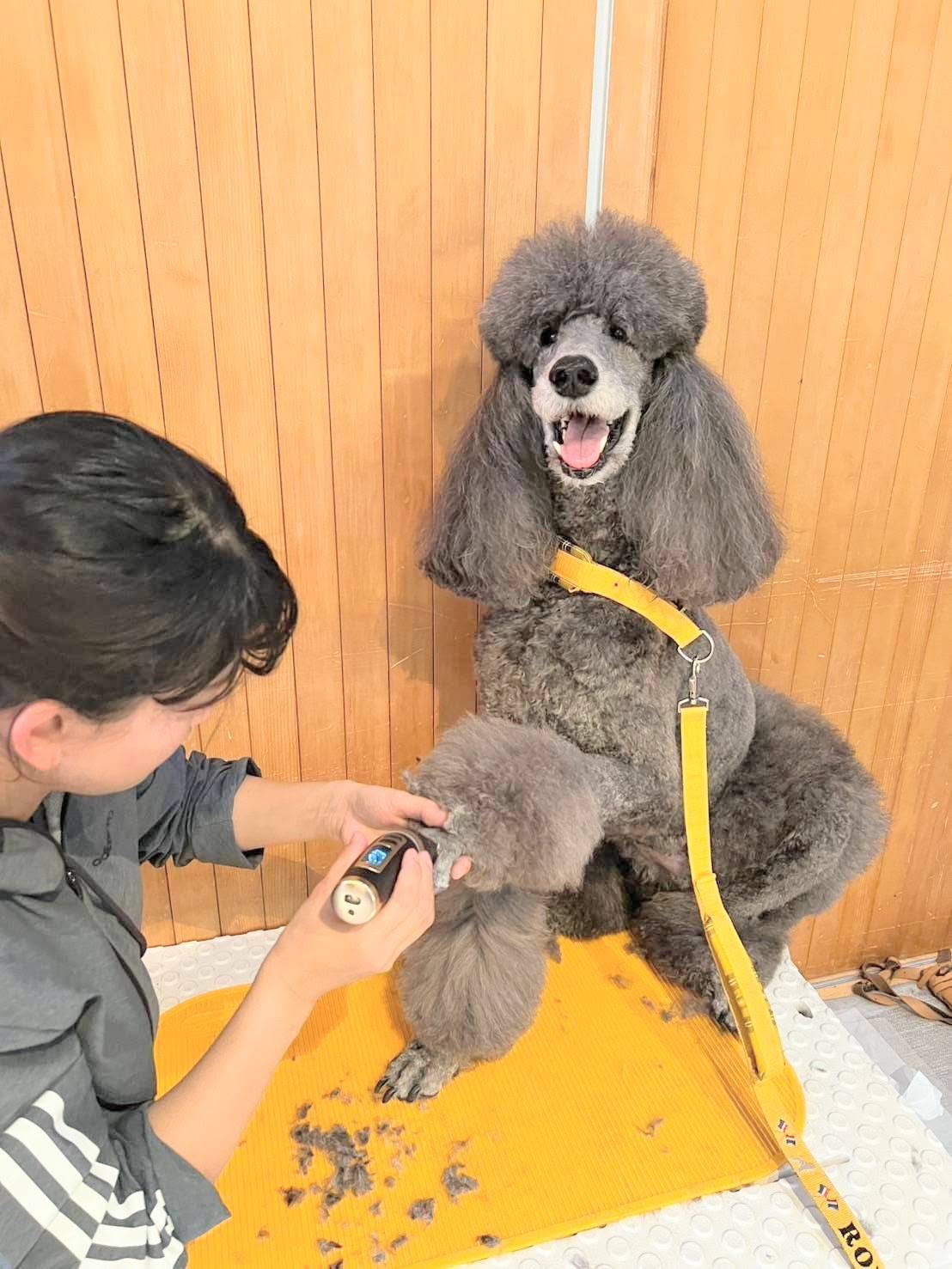 グレーの毛色の犬をトリミングしている様子