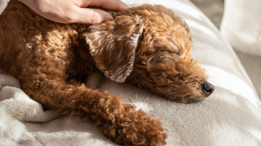 寝ている犬の様子