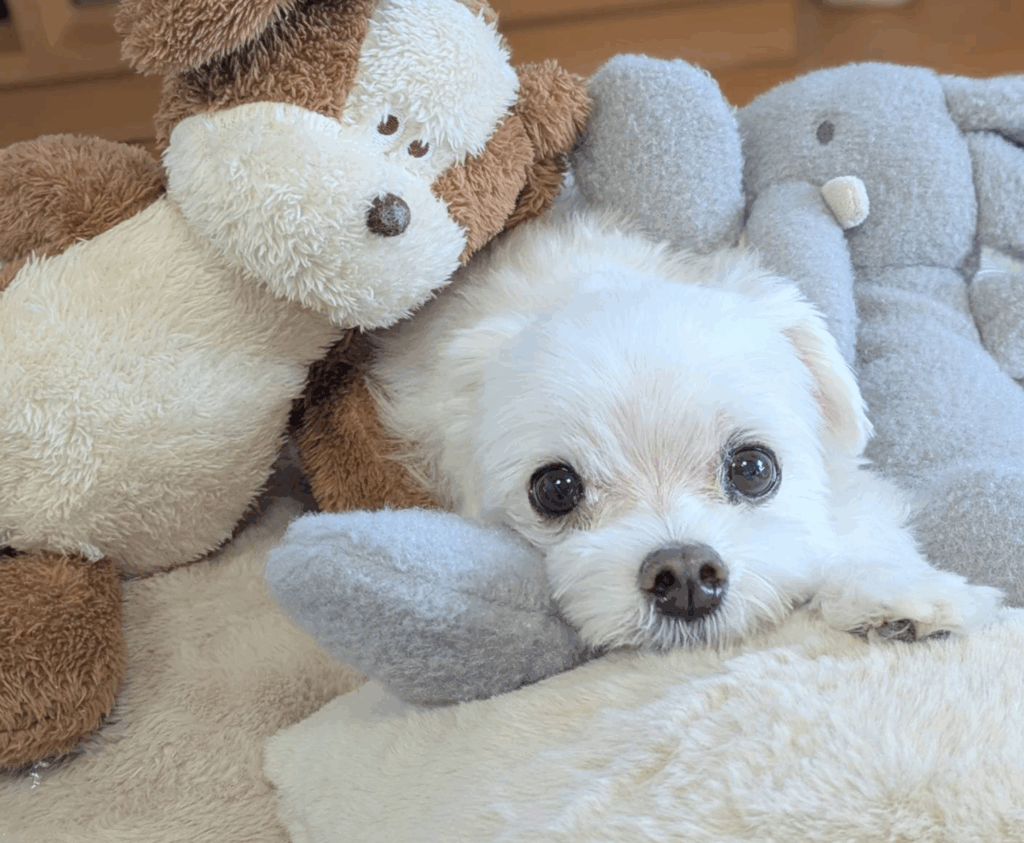 ぬいぐるみに埋もれている犬
