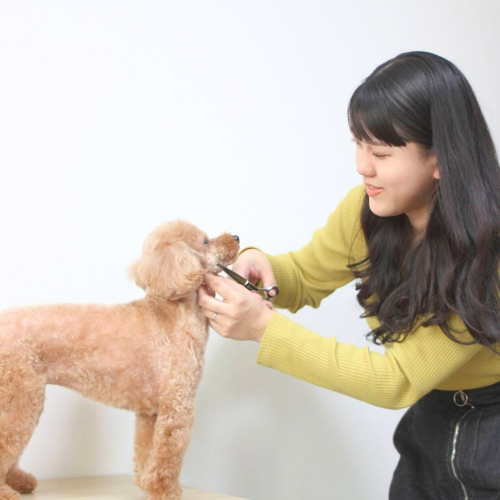 Marina 橋本がトリミングしている様子